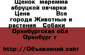 Щенок  маремма абруцкой овчарки › Цена ­ 50 000 - Все города Животные и растения » Собаки   . Оренбургская обл.,Оренбург г.